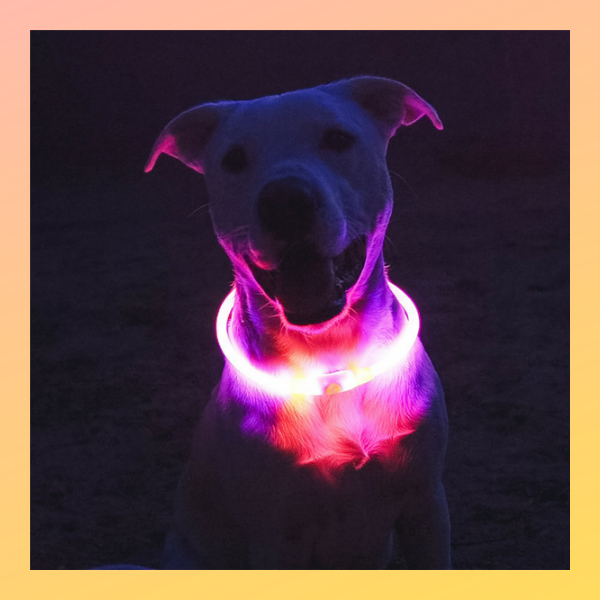 LED Dog Collars